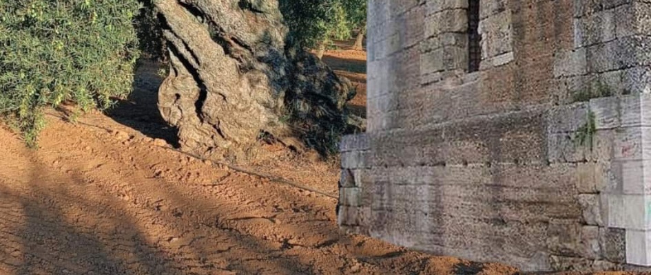 FB_IMG_1729253022663